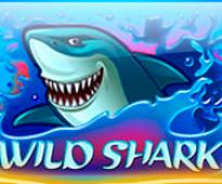 Wild Shark